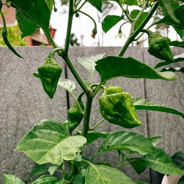 Chilli Pepper 'Habanero'