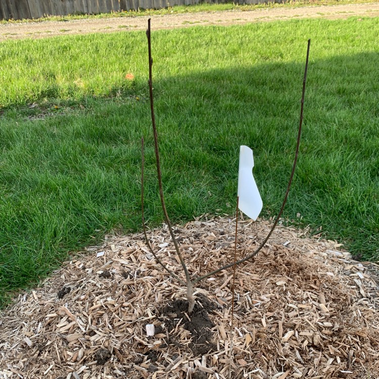 Plant image Amelanchier arborea