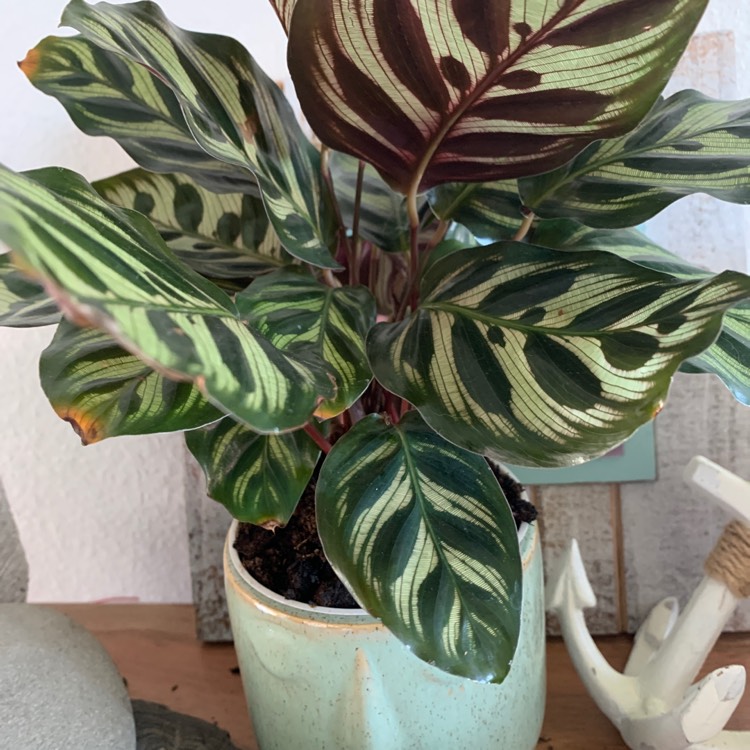 Ctenanthe Burle-Marxii, Wishbone Prayer Plant - uploaded by @NaayNaay