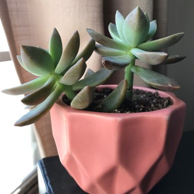 x Graptosedum California Sunset