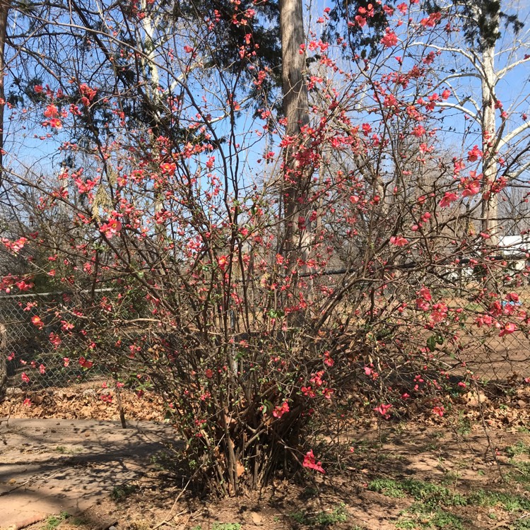 plant image 632171