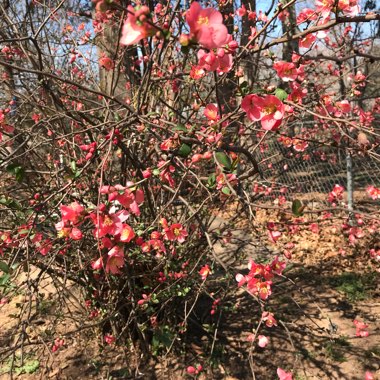 Chaenomeles japonica