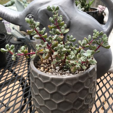 Deltoid-leaved Dewplant 'Schwantes'