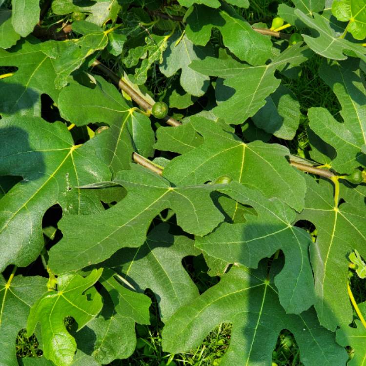 Plant image Ficus carica 'Chicago Hardy' syn. Ficus carica 'Chicago', Ficus carica 'Hardy Chicago'