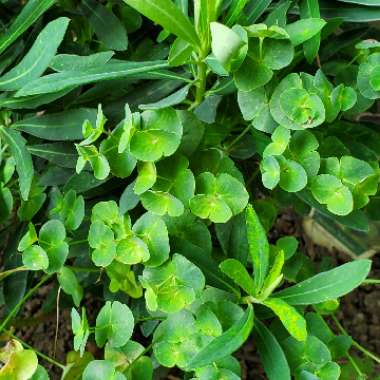 Wood Spurge