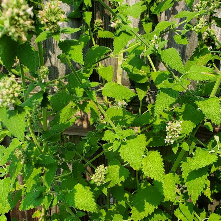 plant image 1512177