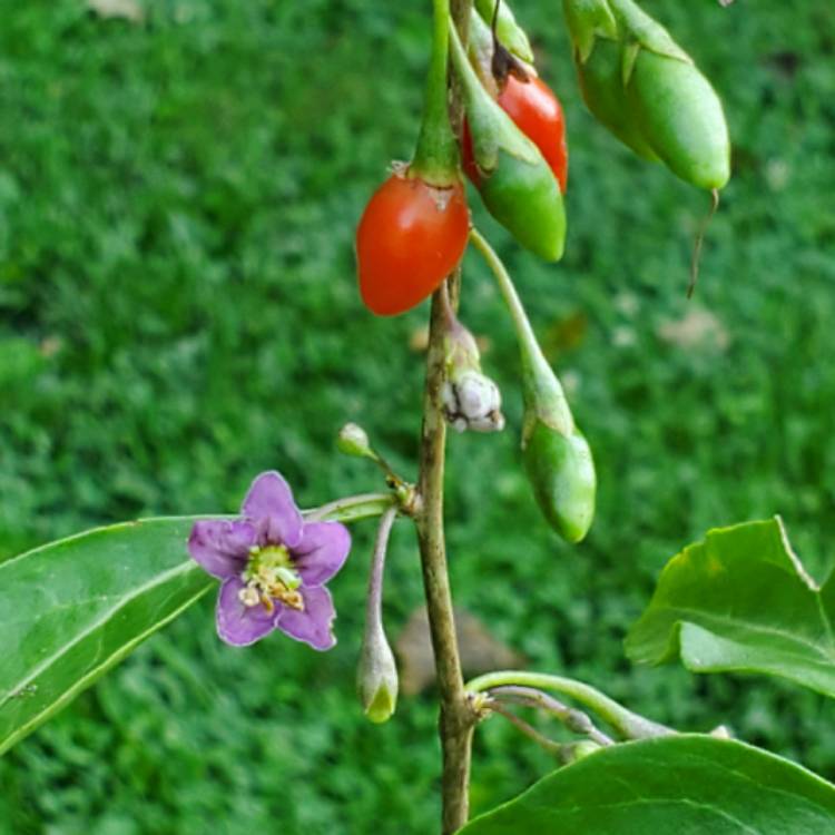 plant image 1513509