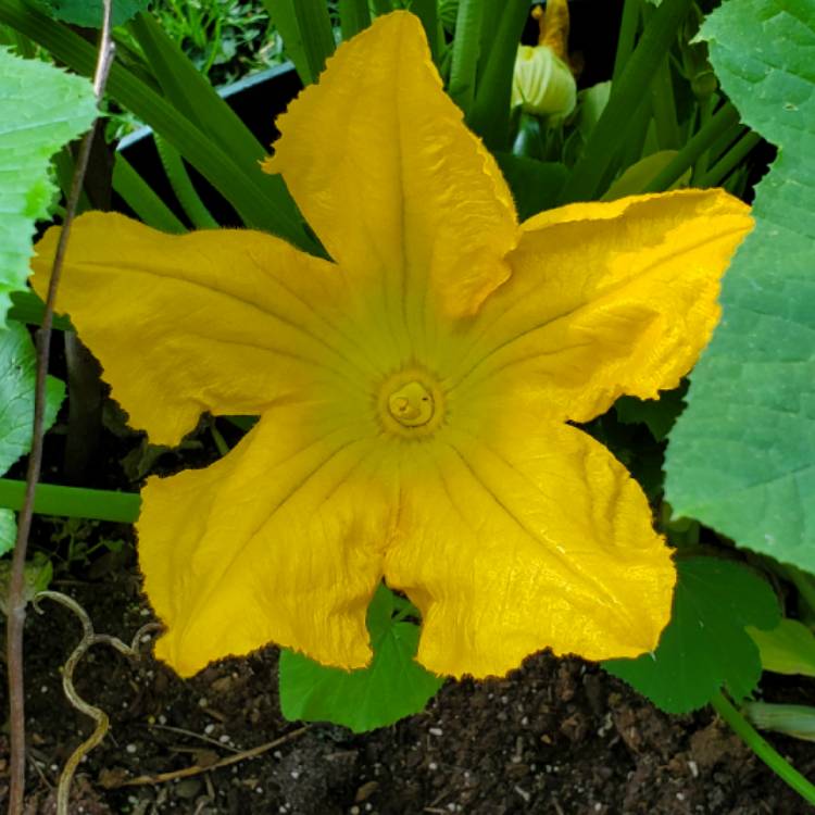 plant image 1513511