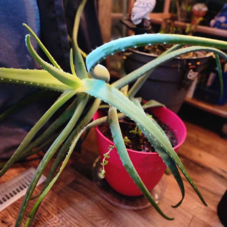 plant image 1643926