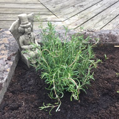 Rosemary