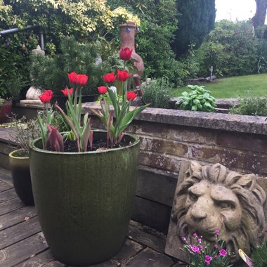 Maddie's garden
