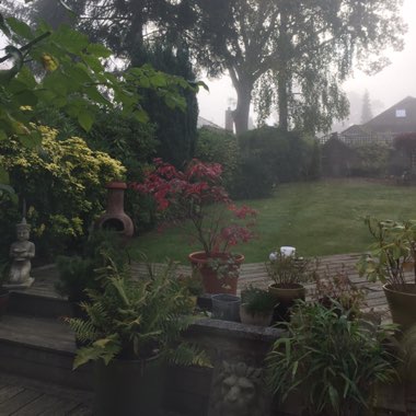Maddie's garden