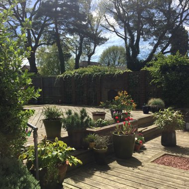 Maddie's garden