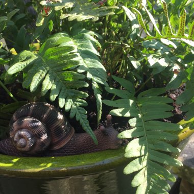 Common Polypody