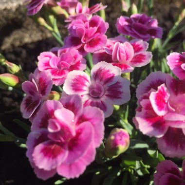Maddie's garden