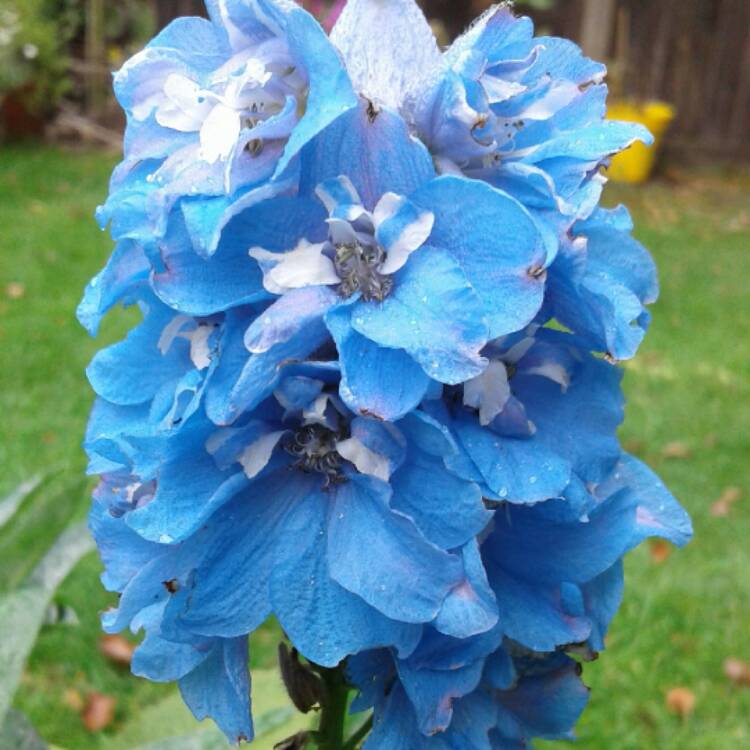 plant image 561441