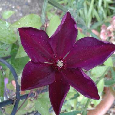 Maddie's's garden