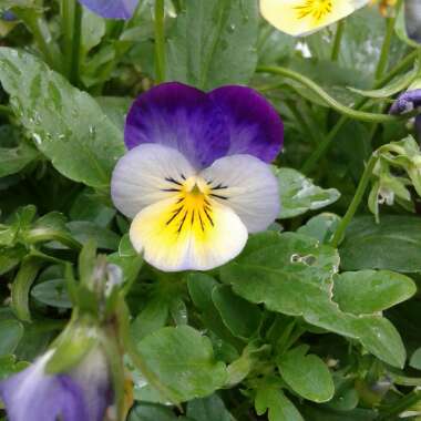 Maddie's's garden