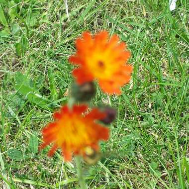 Fox-and-cubs