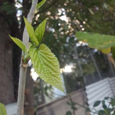 Mulberry