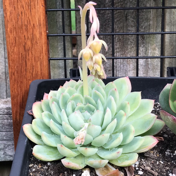 Plant image Echeveria Elegans Alba