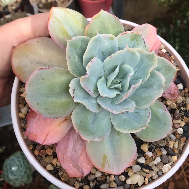 plant image 1334551