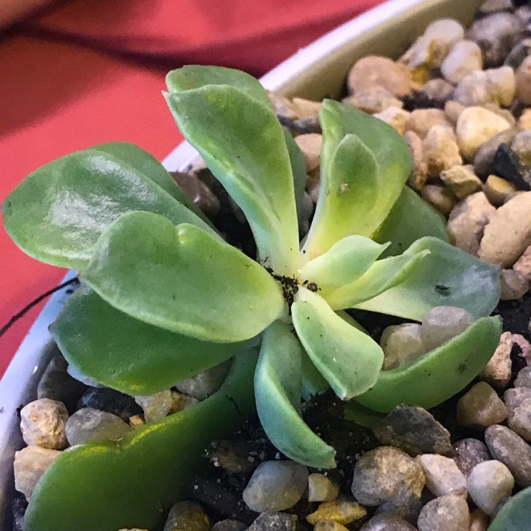 Plant image Echeveria Stolonifera