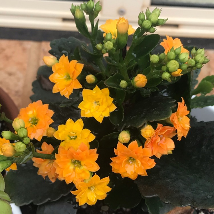 Plant image Kalanchoe Blossfeldiana 'Yellow'