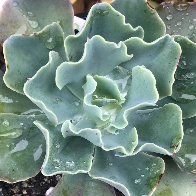 Plant image Echeveria Blue Horizon