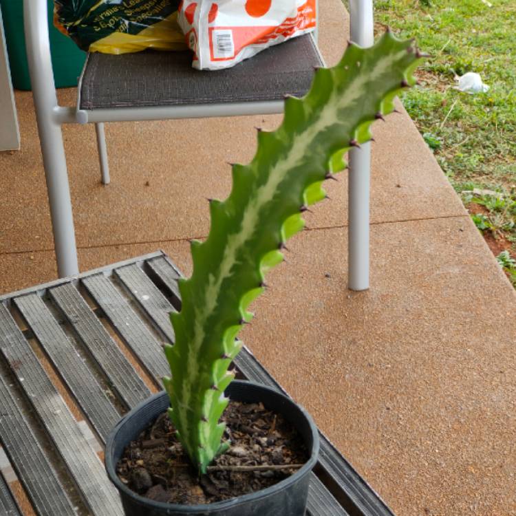 Plant image Euphorbia Lactea