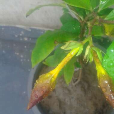 Allamanda cathartica