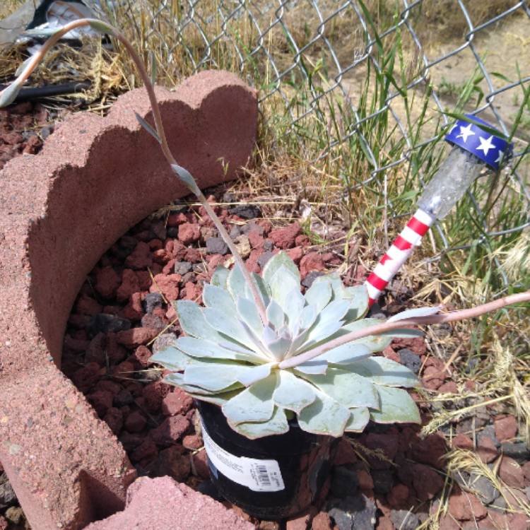 plant image 1079894