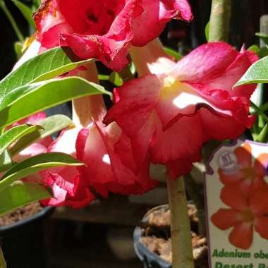 Desert Rose
