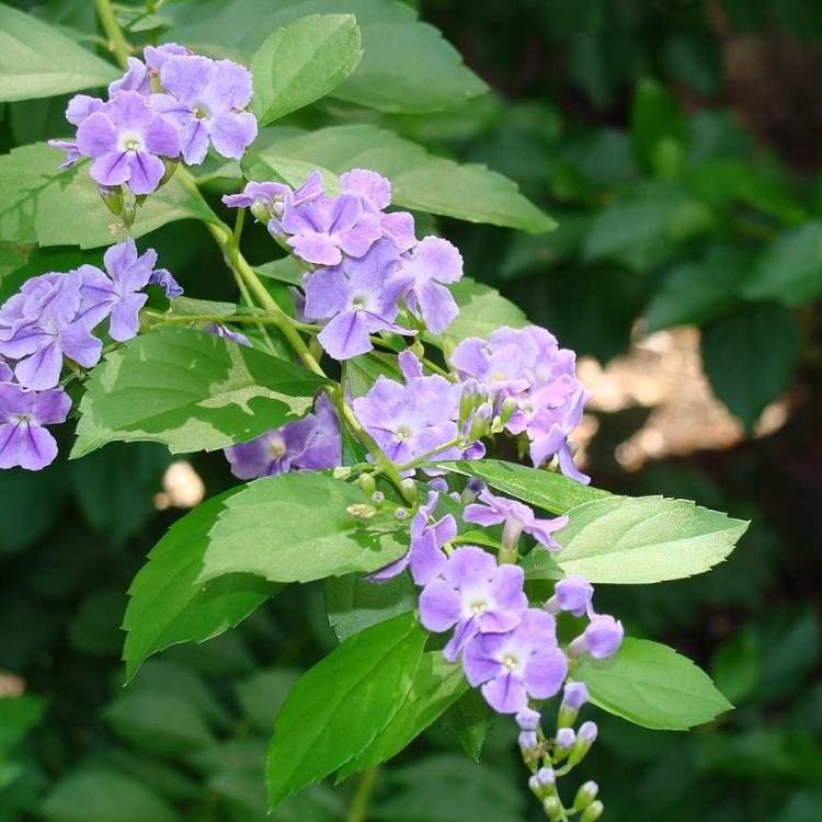 Plant image Duranta repens 'Geisha Girl'