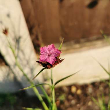 Mark's garden