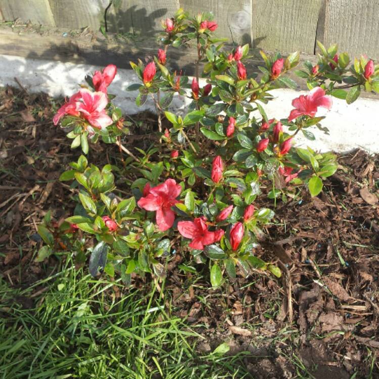 plant image 414354