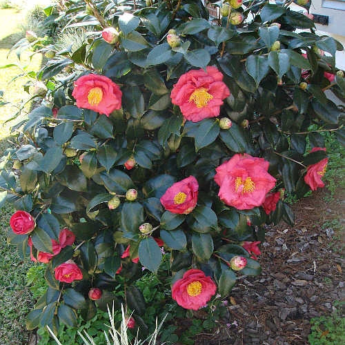 Plant image Camellia japonica 'Doctor King'