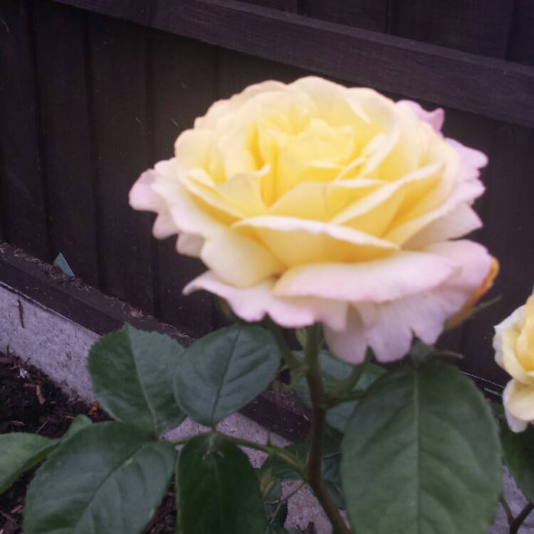 plant image 459863