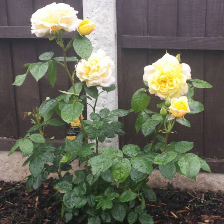 plant image 464448