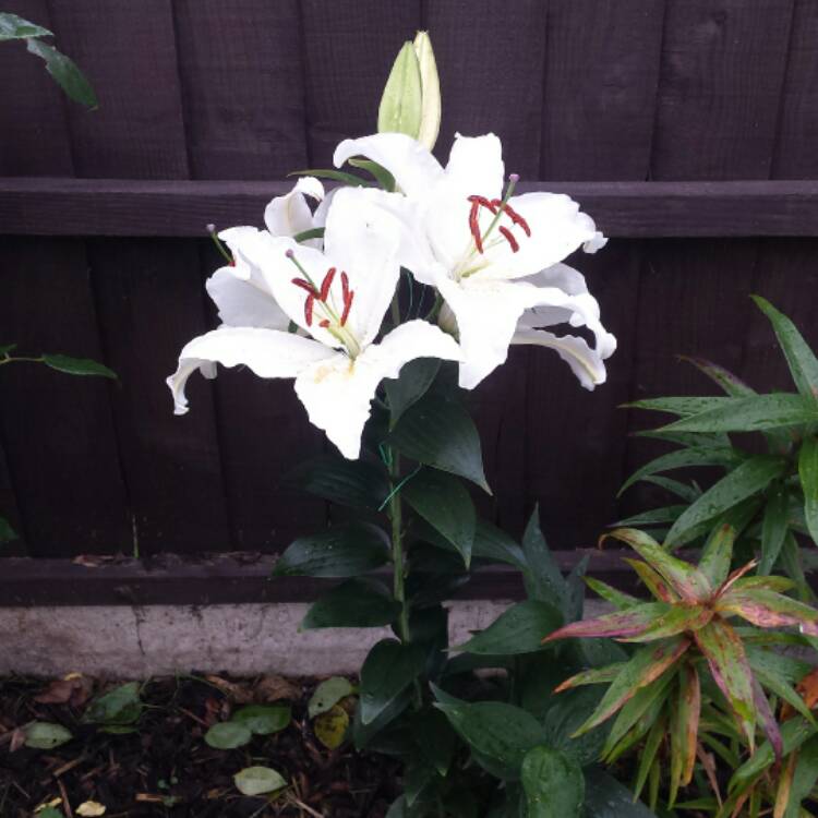 plant image 549678