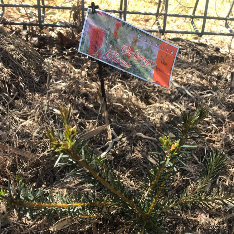 Plant image Banksia Ericifolia