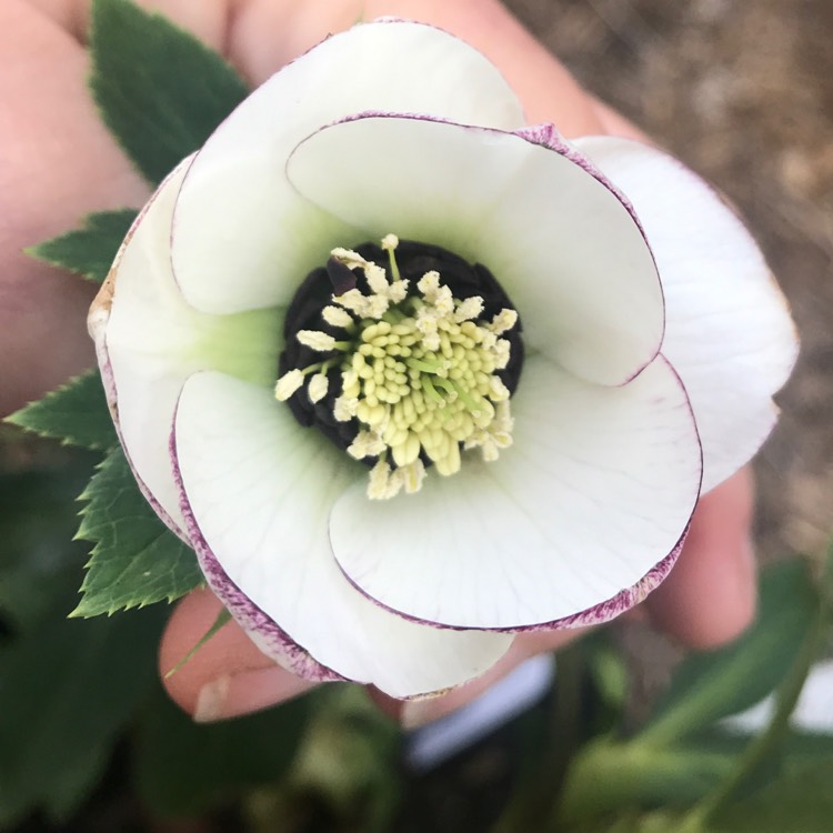 Plant image Helleborus x hybridus 'Single White'