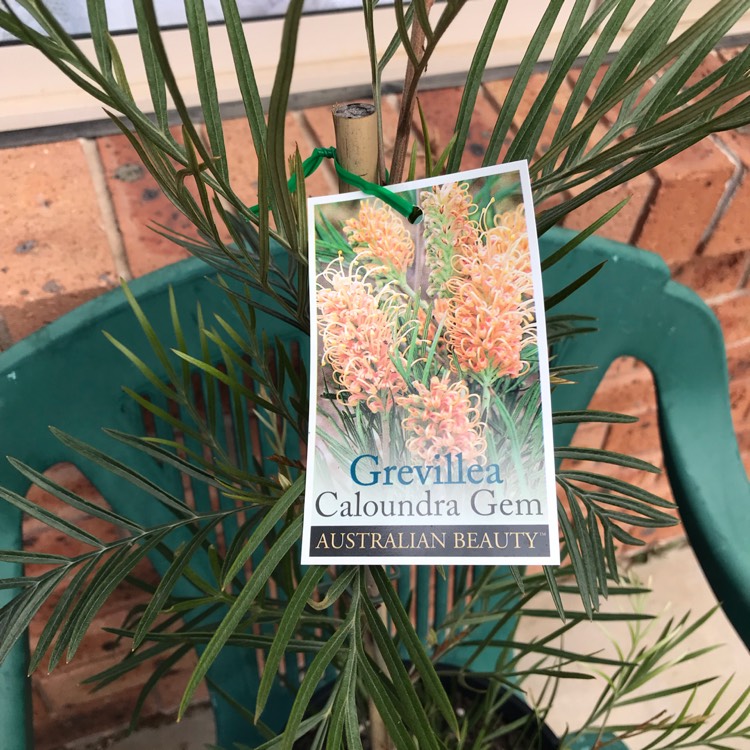 Plant image Grevillea