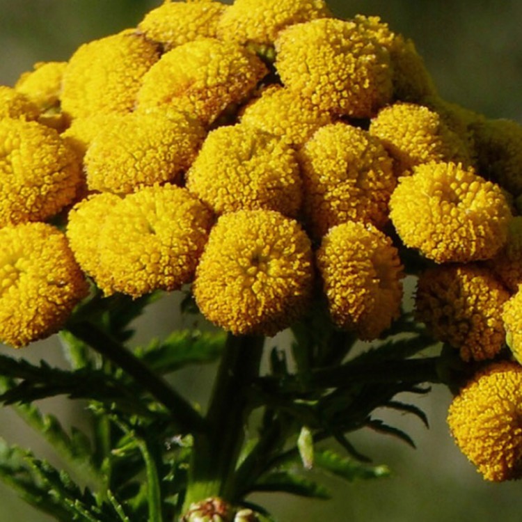 Plant image Tanacetum Vulgare