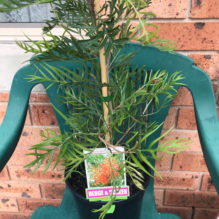 plant image 1183806