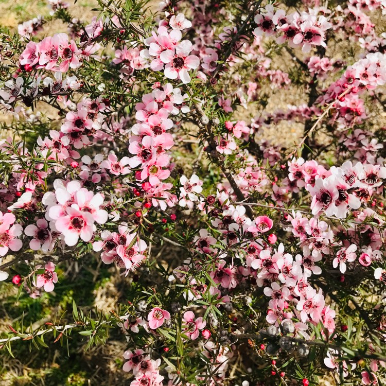 Plant image Leptospermum scoparium 'Pink Cascade'