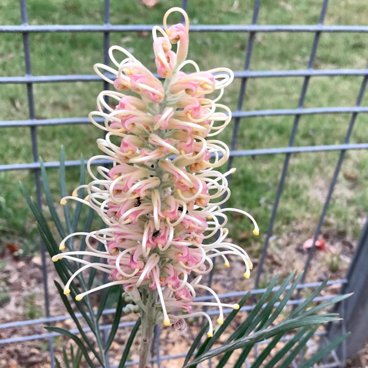 Plant image Grevillea