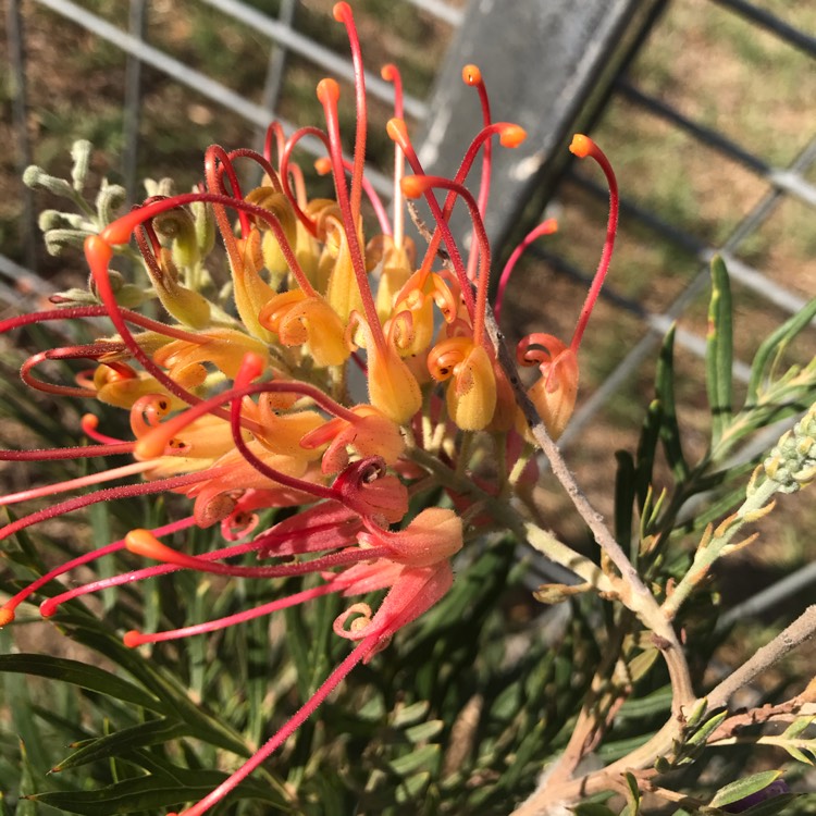 Plant image Grevillea bipinnatifida x banksii 'Ned Kelly' syn. Grevillea Mason's hybrid