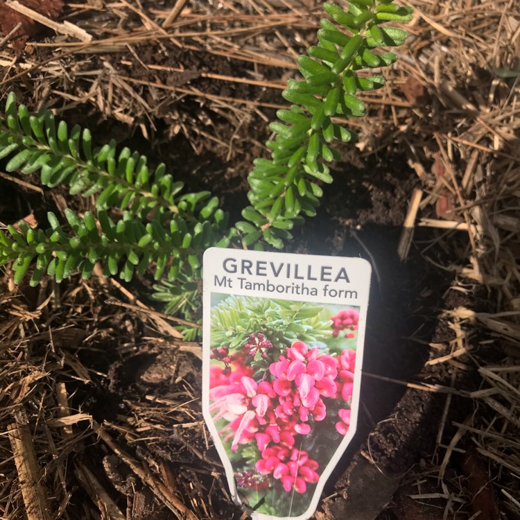 Plant image Grevillea lanigera 'Mount Tamboritha'