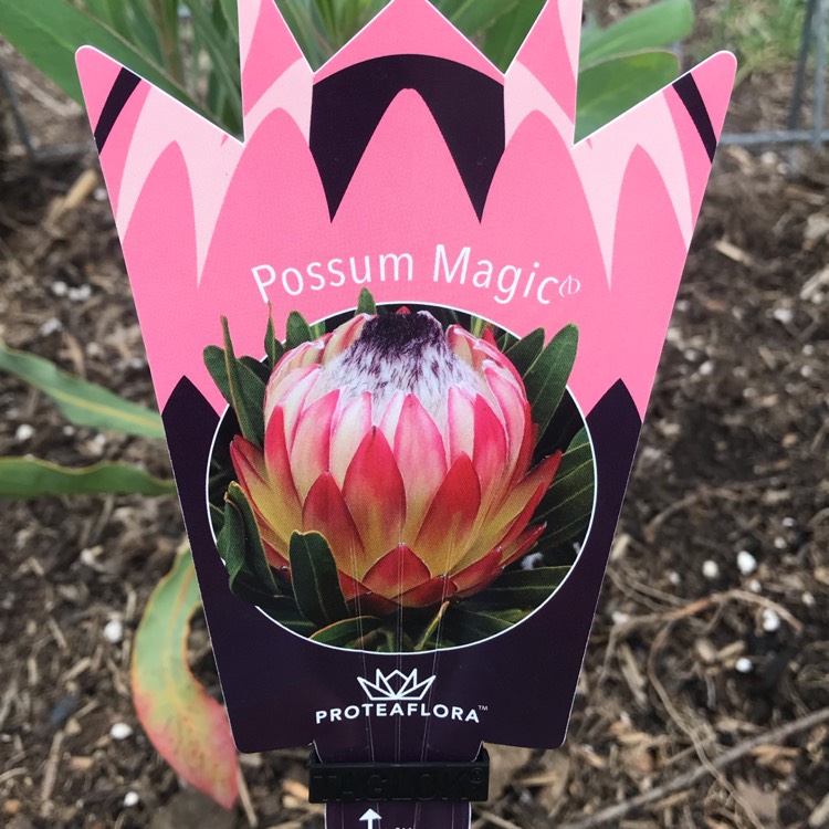 Plant image Protea